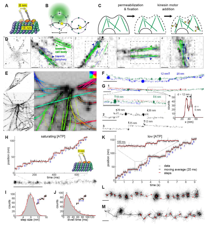 Direct observation of motor protein stepping in living cells using MINFLUX