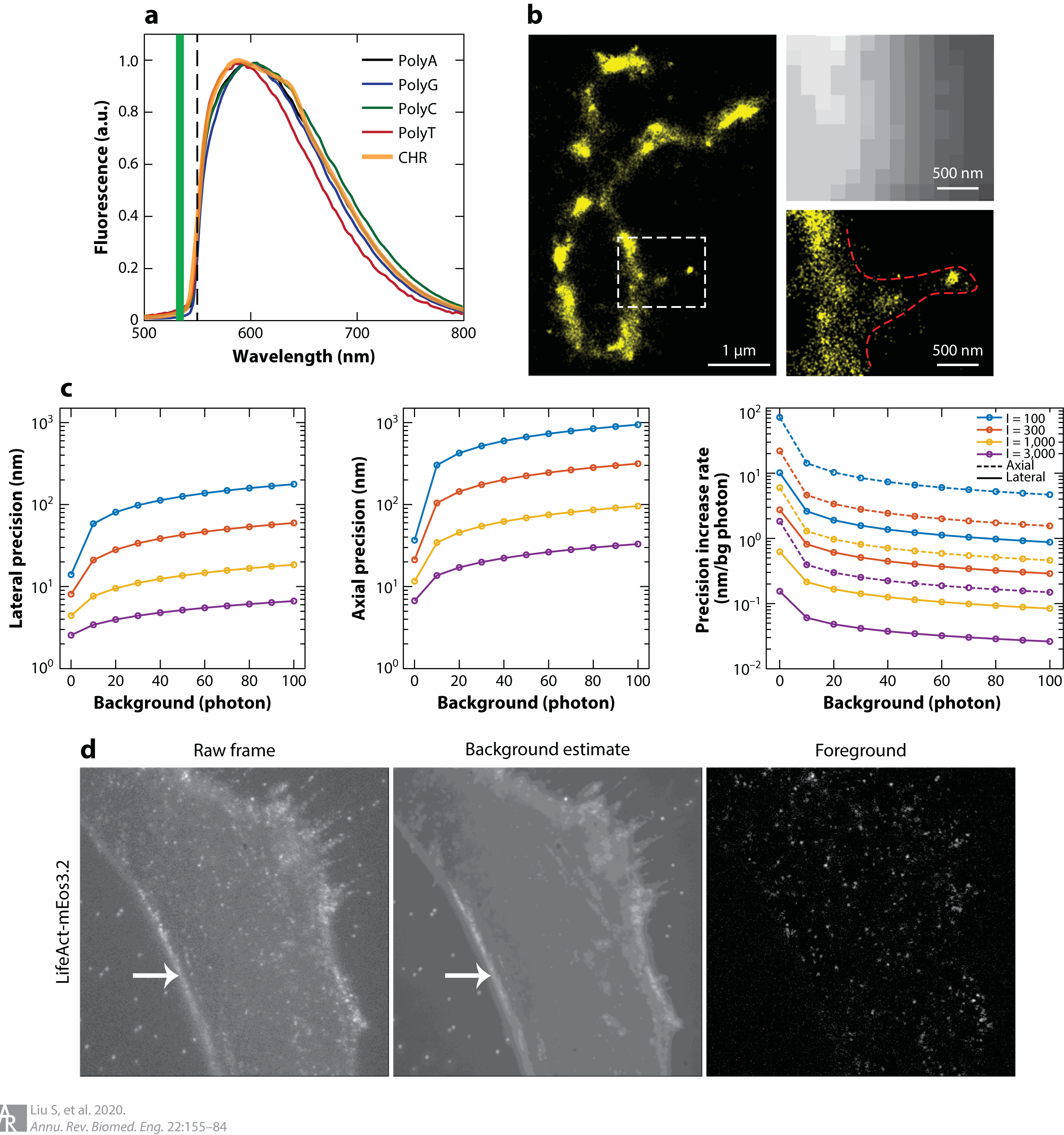 Three-Dimensional Single-Molecule Localization Microscopy in Whole-Cell and Tissue Specimens