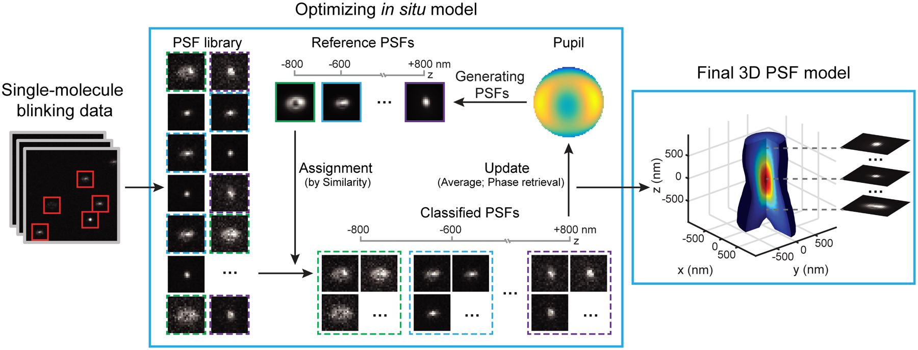 Three-dimensional nanoscopy of whole cells and tissues with in situ point spread function retrieval